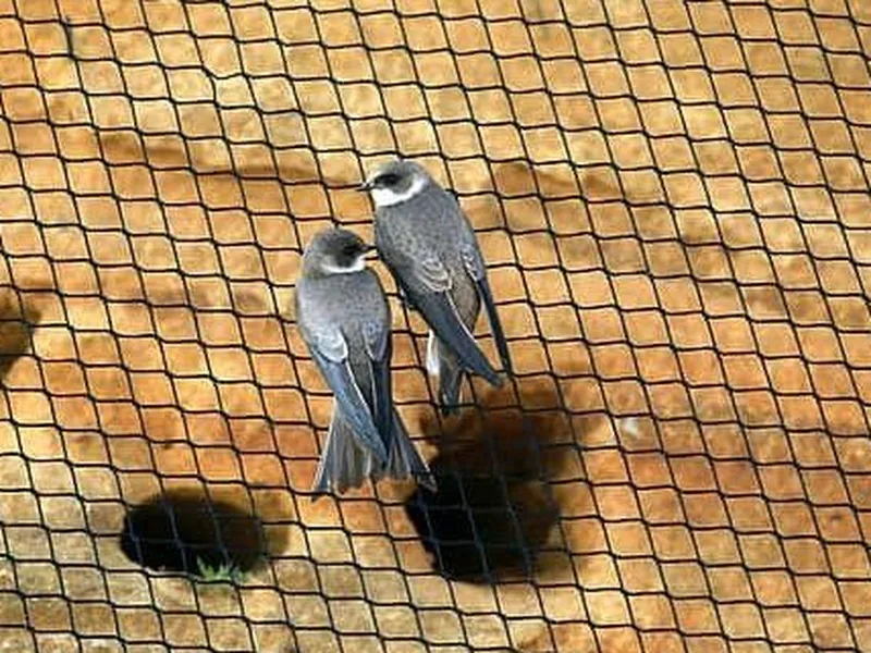 Kuş Koruma Filesi Montajı - Balkon Çatı Fabrika Kuş Engelleme Emniyet Ağları Fiyatı